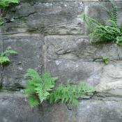 Der in Berlin vom Aussterben bedrohte Zerbrechliche Blasenfarn (unten) und der stark gef&auml;hrdete Braunstielige Streifenfarn (oben) &copy; B. Seitz